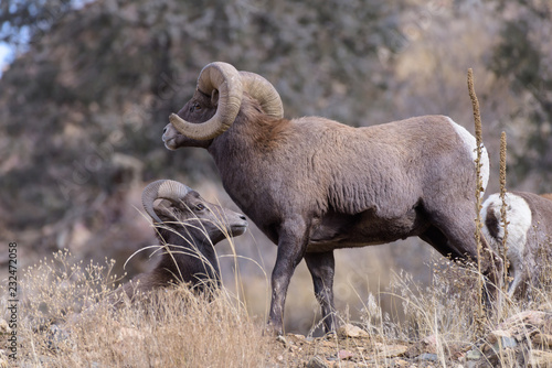 Colorado Rocky Mountain Bighorn Sheep - Bighorn Rams During the Rut