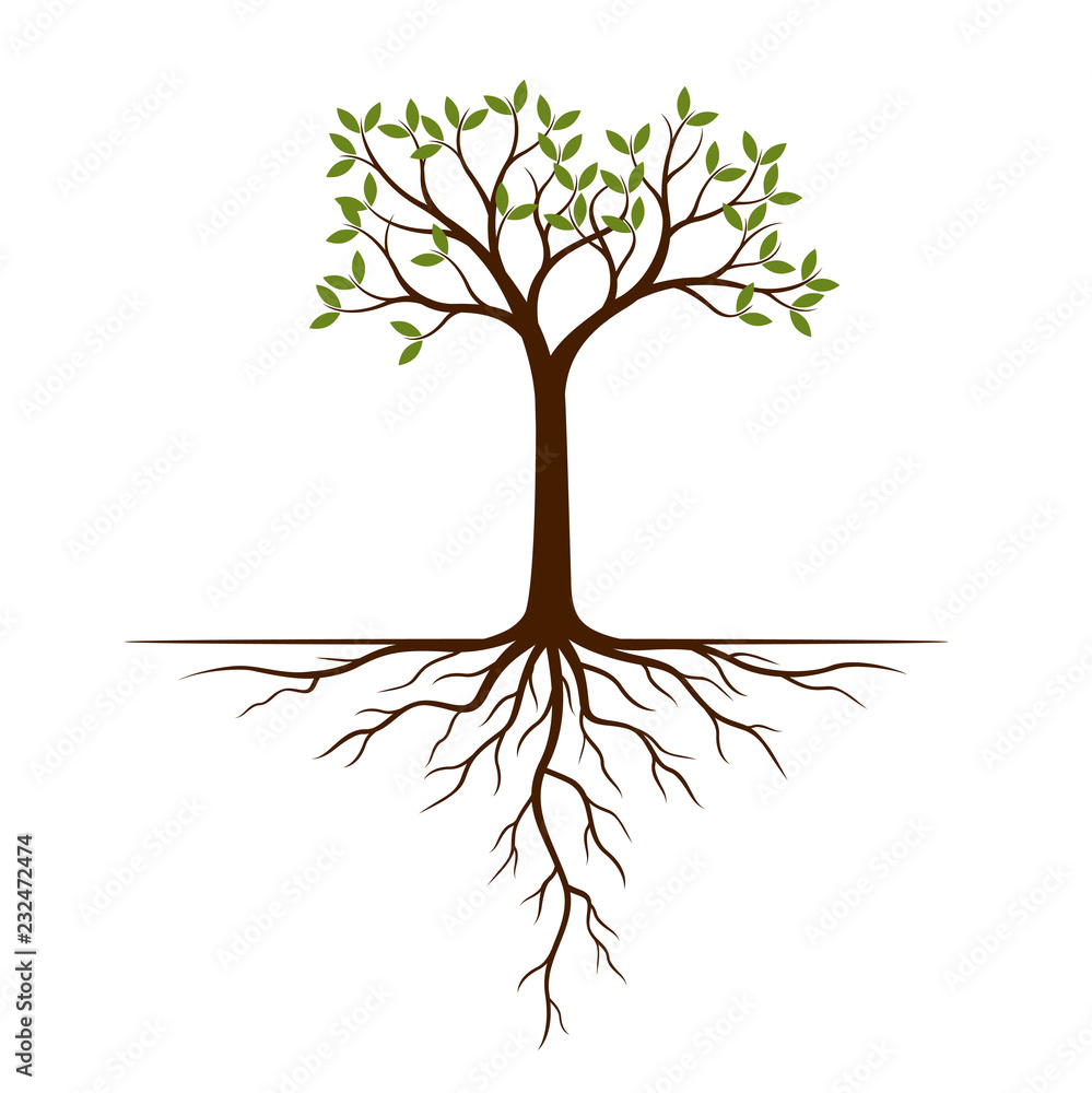 Fototapeta premium Color Tree and Roots. Vector Illustration.