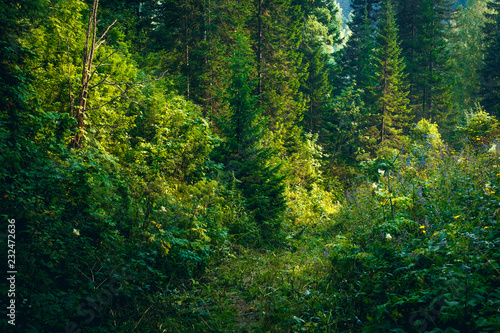 The path among the trees. © Nikolay Popov