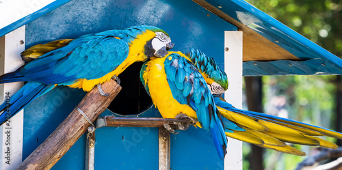 Beautiful red-and-green macaws and blue-and-yellow macaw playing in the zoo, Tainan, Taiwan, close up shot photo