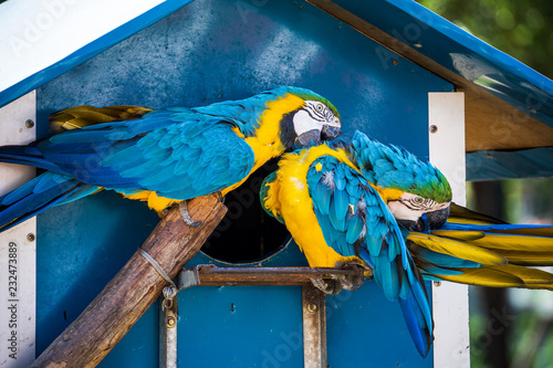 Beautiful red-and-green macaws and blue-and-yellow macaw playing in the zoo, Tainan, Taiwan, close up shot photo