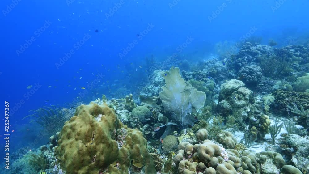 Seascape of coral reef in Caribbean Sea around Curacao at dive site Kathy's Paradise with sea fan, various coral and sponge Seascape of coral reef in Caribbean Sea around Curacao at dive site Kathy's Paradise with sea fan, various coral and sponge