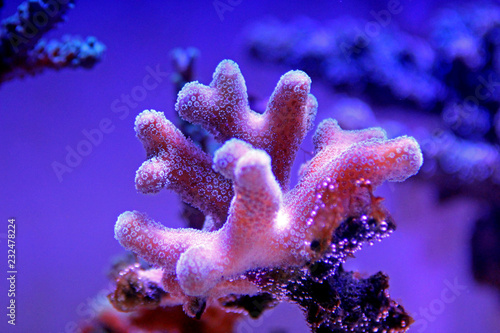 Stylophora short polyps coral
