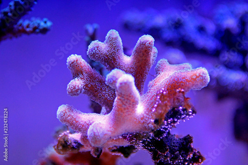 Fototapeta Naklejka Na Ścianę i Meble -  Stylophora short polyps coral
