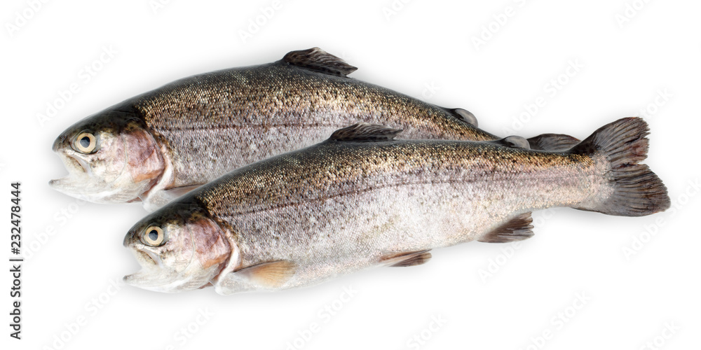 Trout fishes isolated on white background Trout fishes isolated on white background