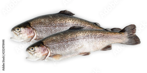 Trout fishes isolated on white background