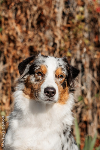 lovely australian shepherd dog portrait beautiful eyes