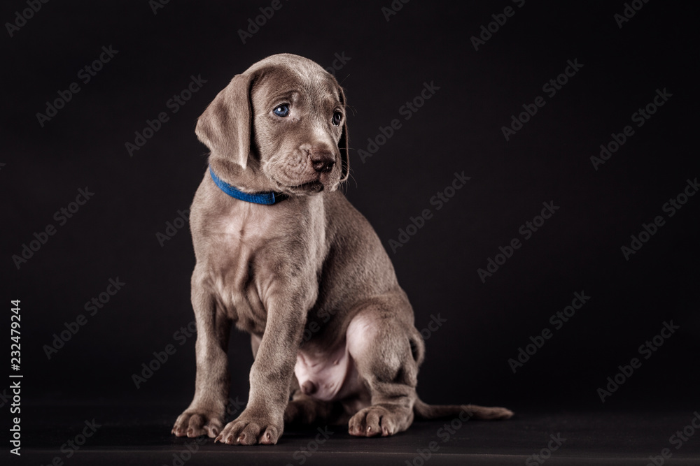 Studio shot of a cute Weimaraner puppy on dark background. Studio shot of a cute Weimaraner puppy on dark background.