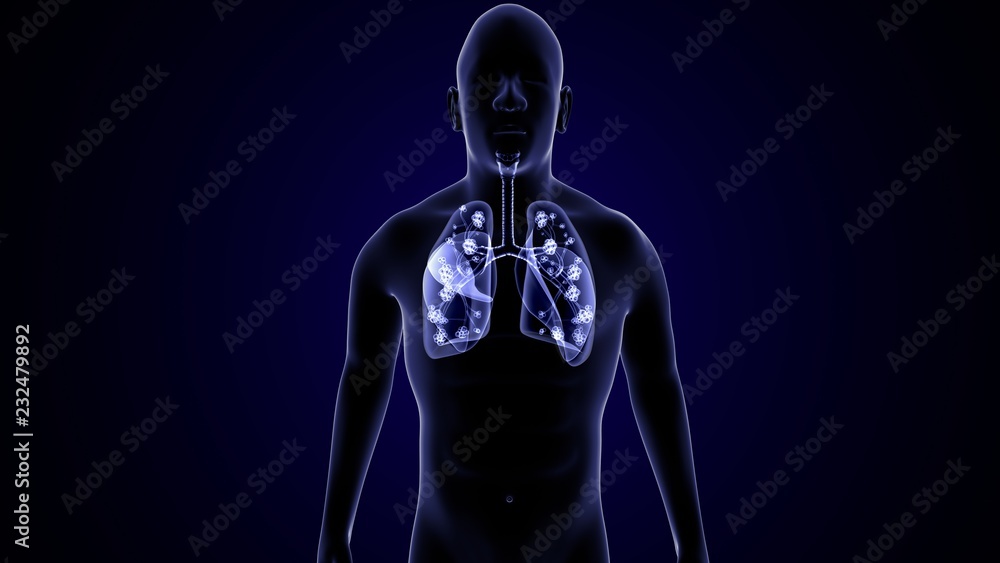 3d illustration of Lungs Anatomy - with detailed Alveoli - detailed view 3d illustration of Lungs Anatomy - with detailed Alveoli - detailed view