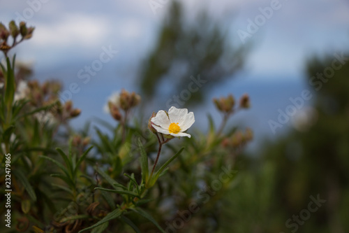 white flowers on a background of blue sea