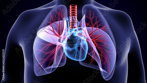 Billede på lærred 3Dillustration medical illustration of the heart and lung