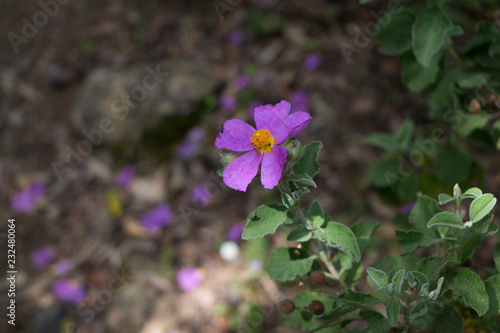 Purple wild flower in a wood