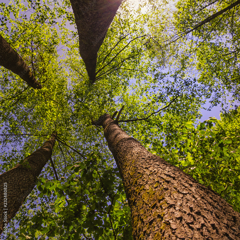 Obraz premium Long trees with a blue sky