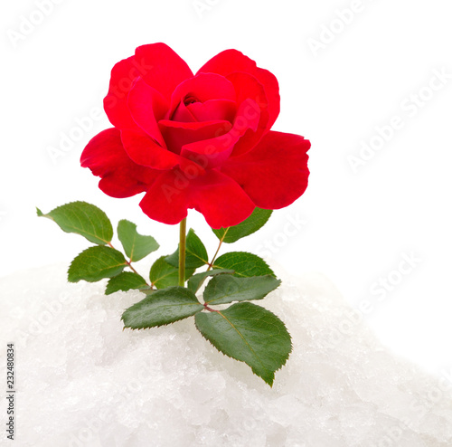 Red rose on snow.