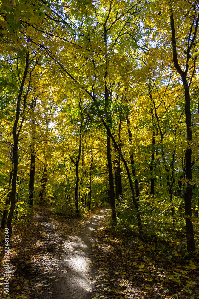 autumn city park with sunbeams