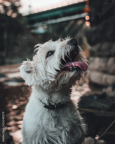 Handsome Dog