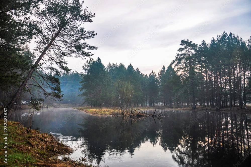 Fototapeta premium Mysterious morning time in forest
