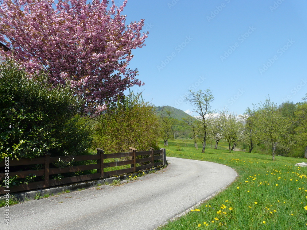 Biking along austrian countryside