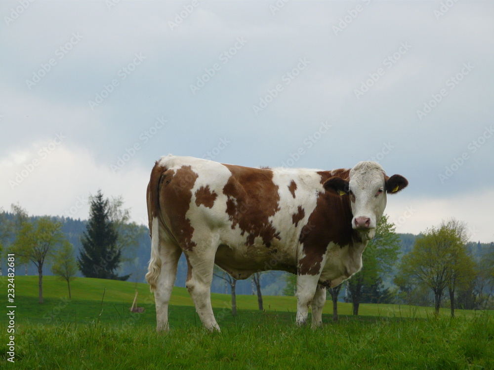 Alpine cow near Mondsee