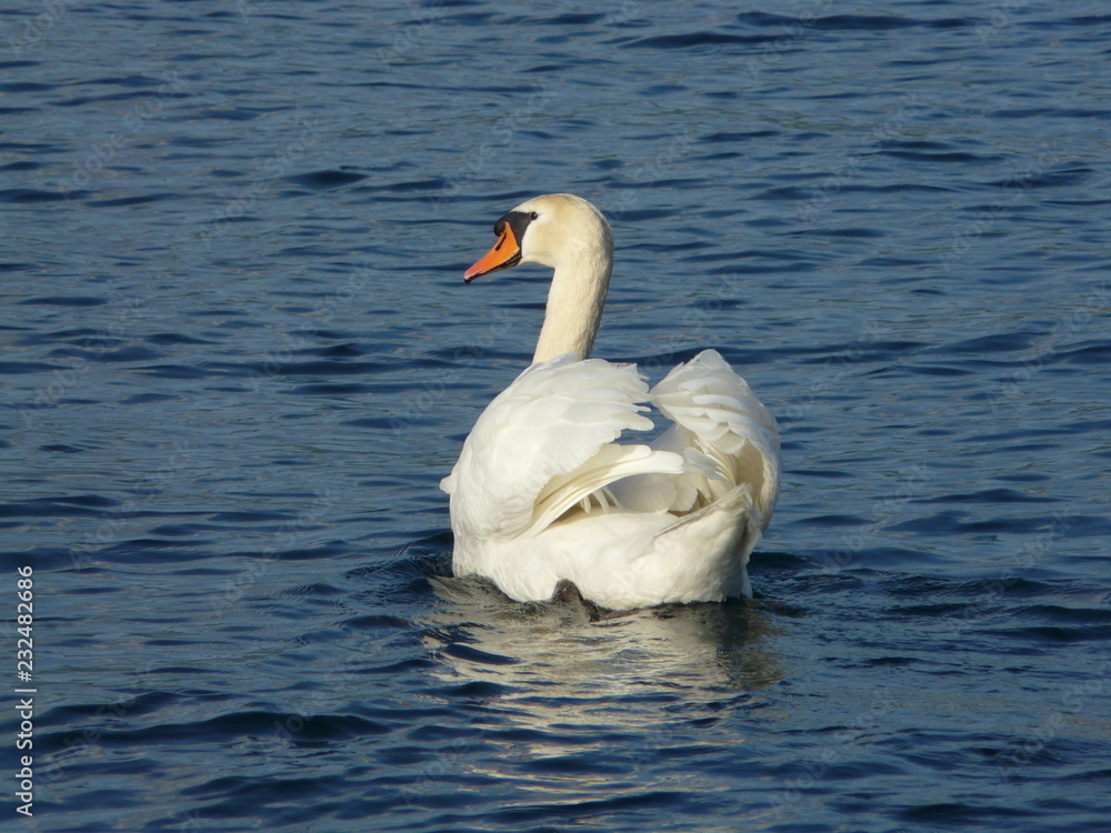 Obraz premium Smiling swan at Attersee