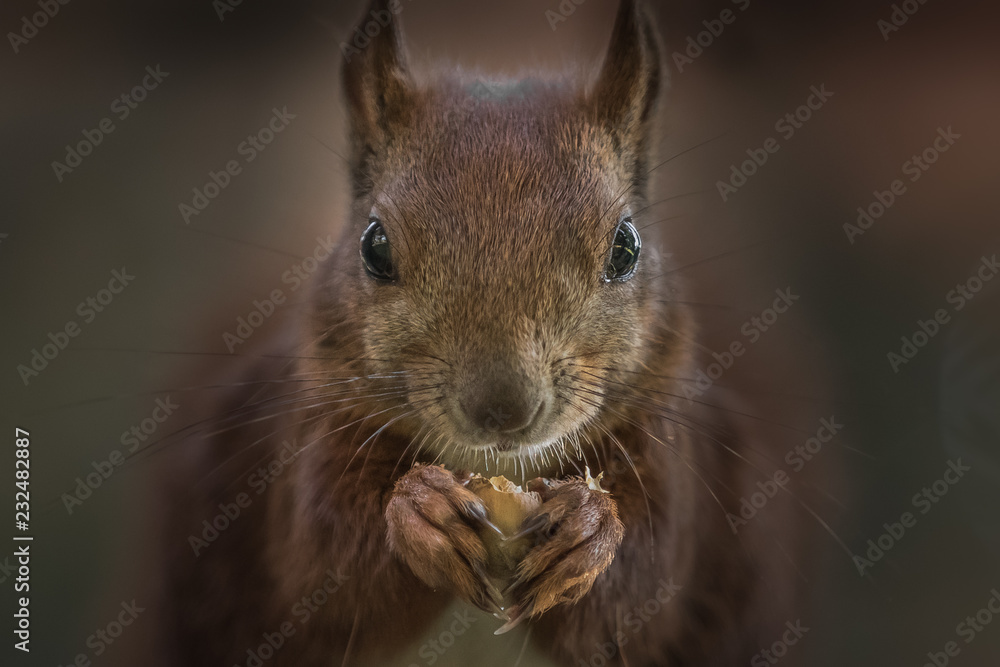 Red squirrel (Sciurus vulgaris)
