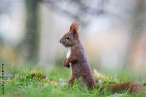 Red squirrel  Sciurus vulgaris 