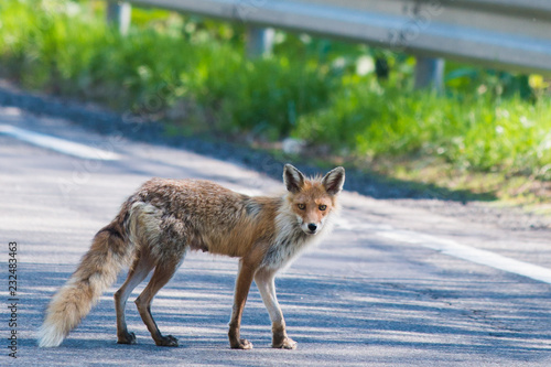 fox キタキツネ