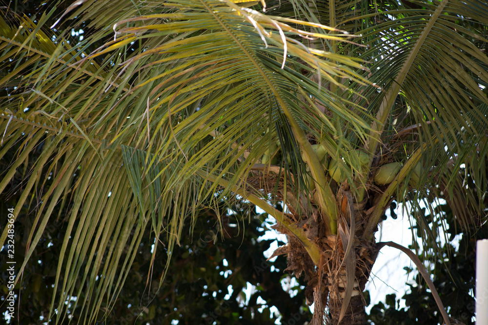 Fototapeta premium Coqueiro vento