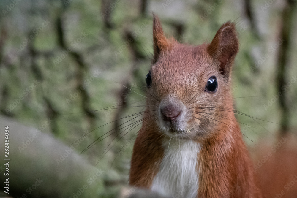 Red squirrel (Sciurus vulgaris) Red squirrel (Sciurus vulgaris)