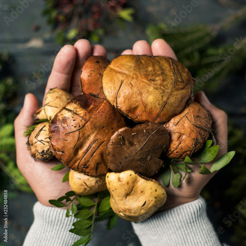 man with some yellow knight mushrooms in his hands photo