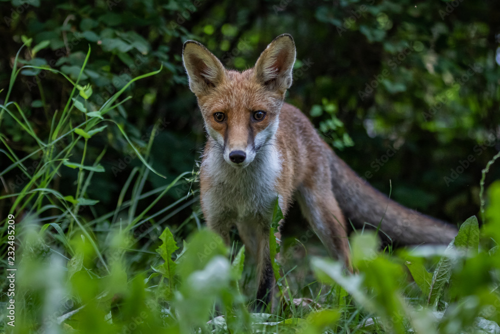 Red fox (Vulpes vulpes) Red fox (Vulpes vulpes)