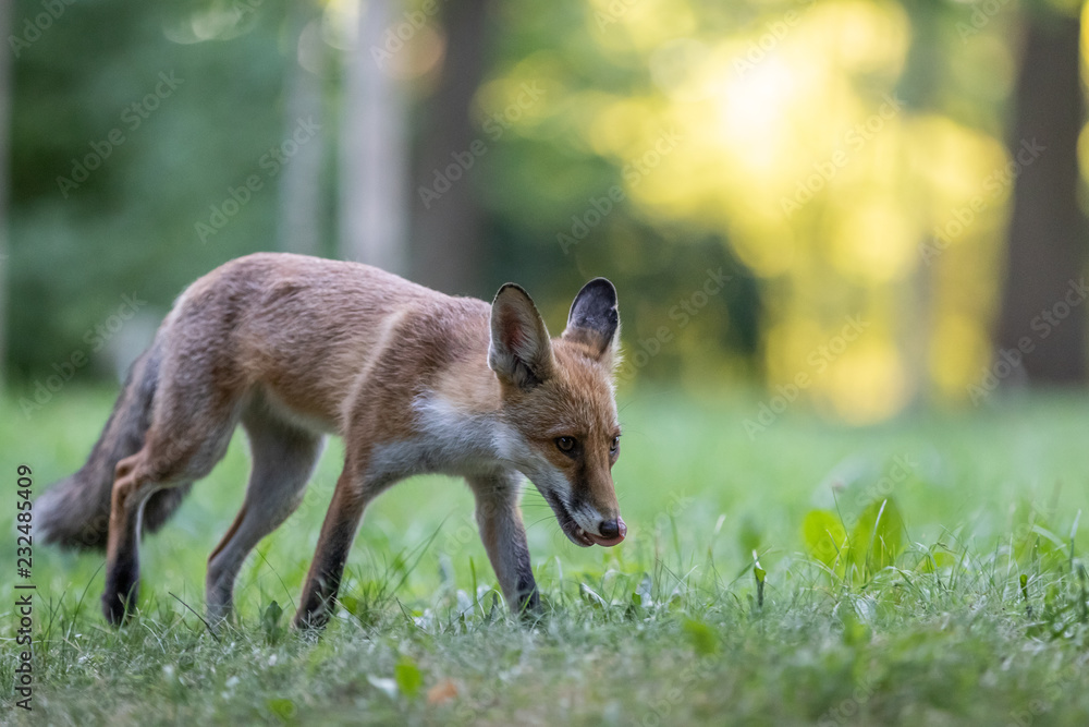 Obraz premium Red fox (Vulpes vulpes)