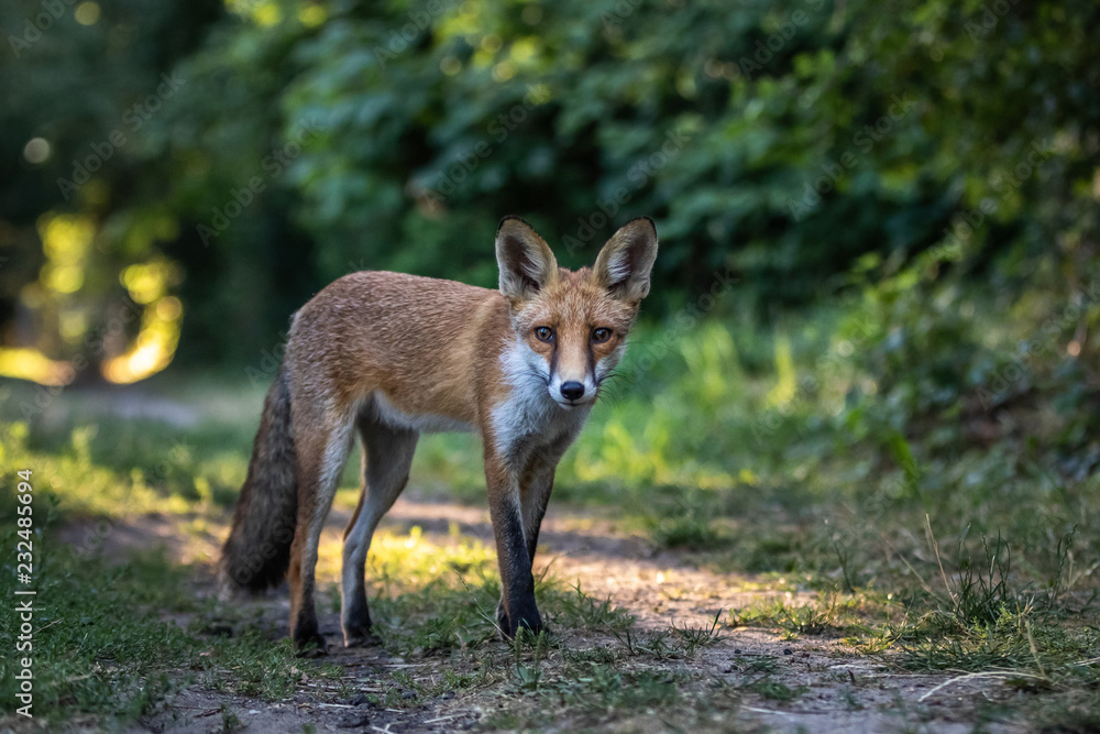 Red fox (Vulpes vulpes) Red fox (Vulpes vulpes)