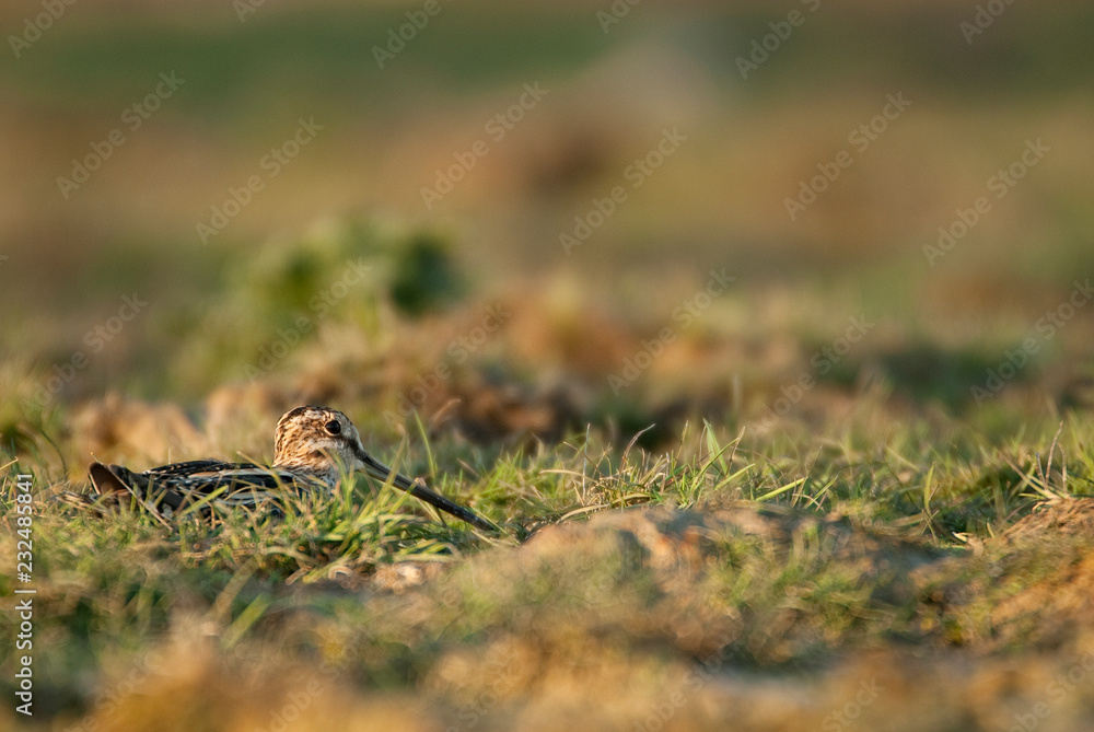 Common Snipe (Gallinago gallinago), resting in the grass Common Snipe (Gallinago gallinago), resting in the grass