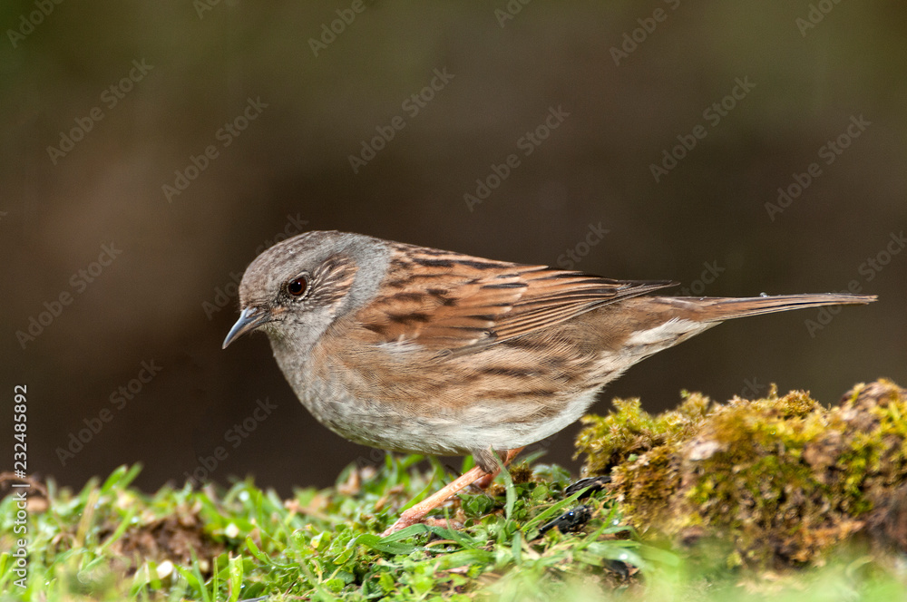 Dunnock (Prunella modularis), Looking for food in the field Dunnock (Prunella modularis), Looking for food in the field