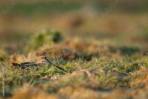 Common Snipe (Gallinago gallinago), resting in the grass © JAH