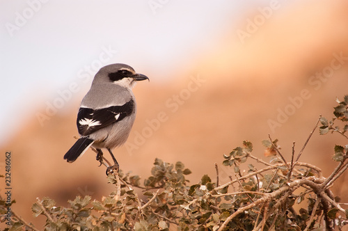 Great Gray Shrike. Lanius excubitor. perched on a branch photo