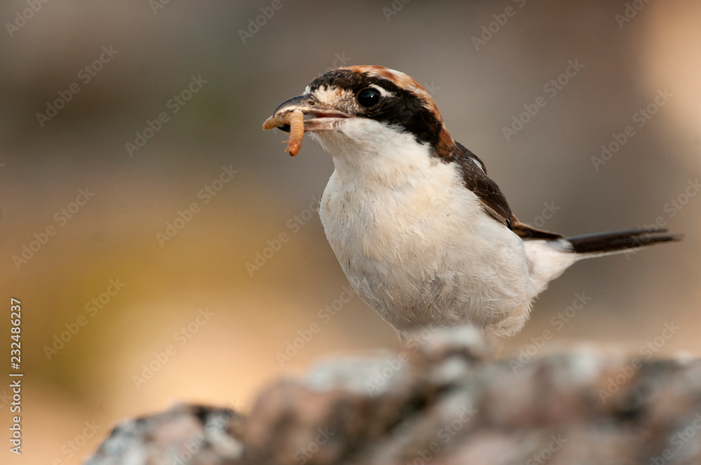 Woodchat shrike. Lanius senator, with a worm in its beak Woodchat shrike. Lanius senator, with a worm in its beak