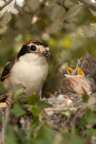 Woodchat shrike. Lanius senator  in the nest with his pup