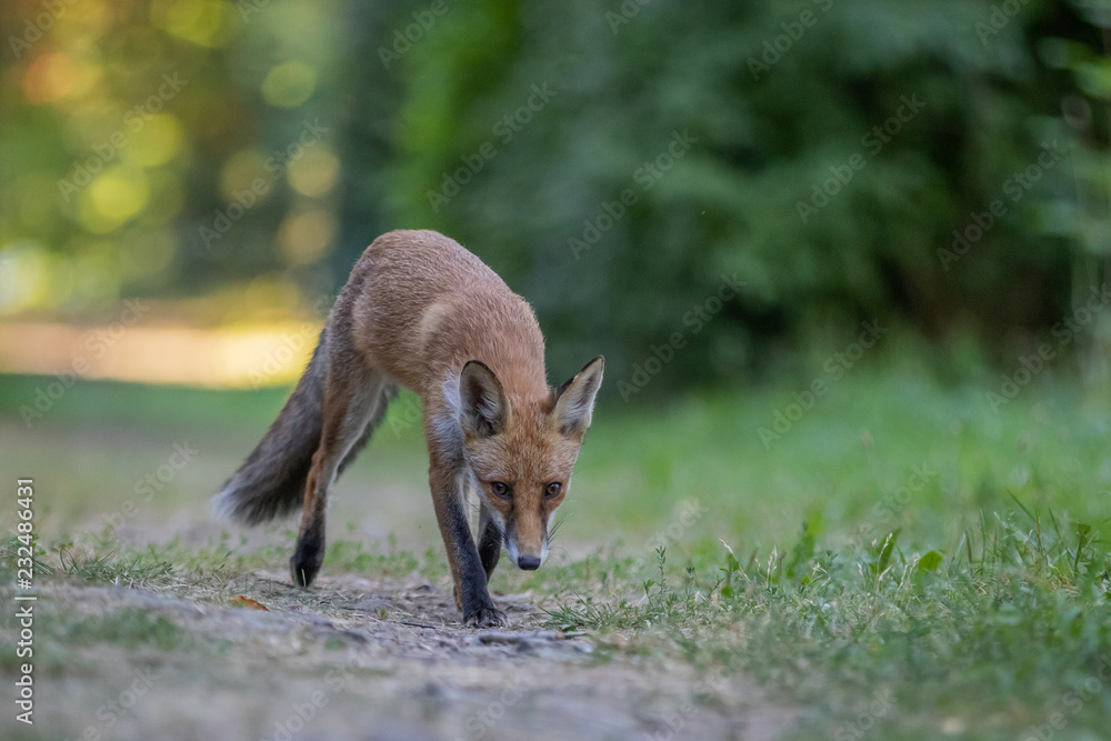 Fototapeta premium Red fox (Vulpes vulpes)