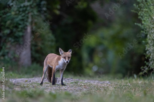 Wallpaper Mural Red fox (Vulpes vulpes) Torontodigital.ca
