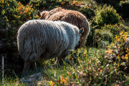 sheeps in norway