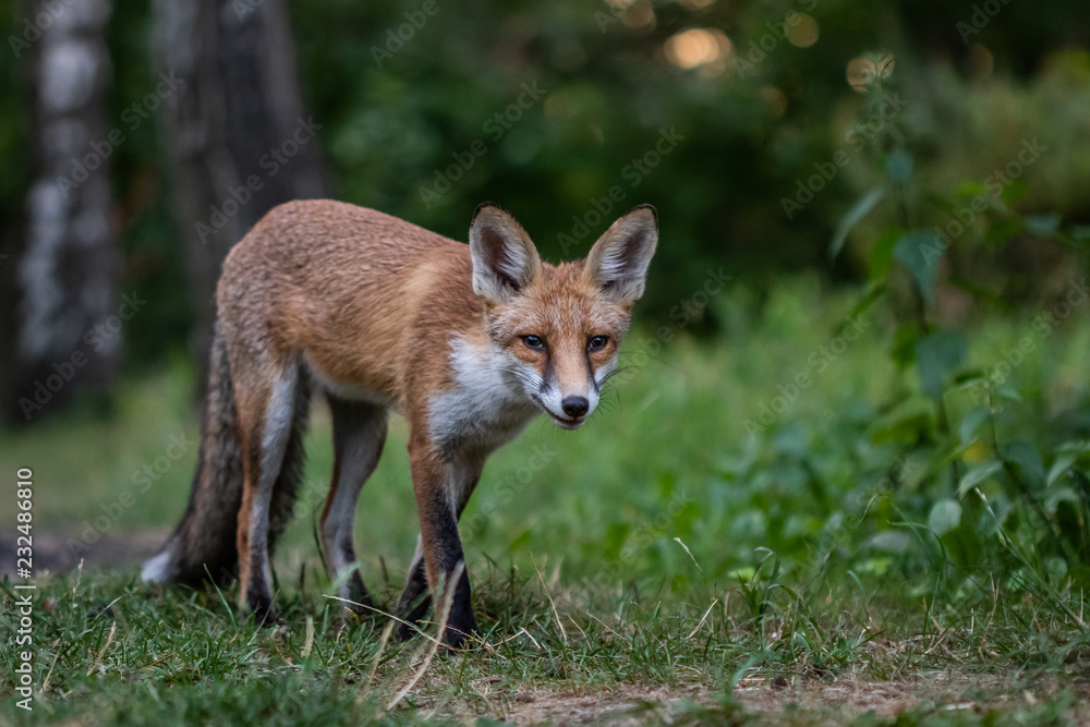 Fototapeta premium Red fox (Vulpes vulpes)