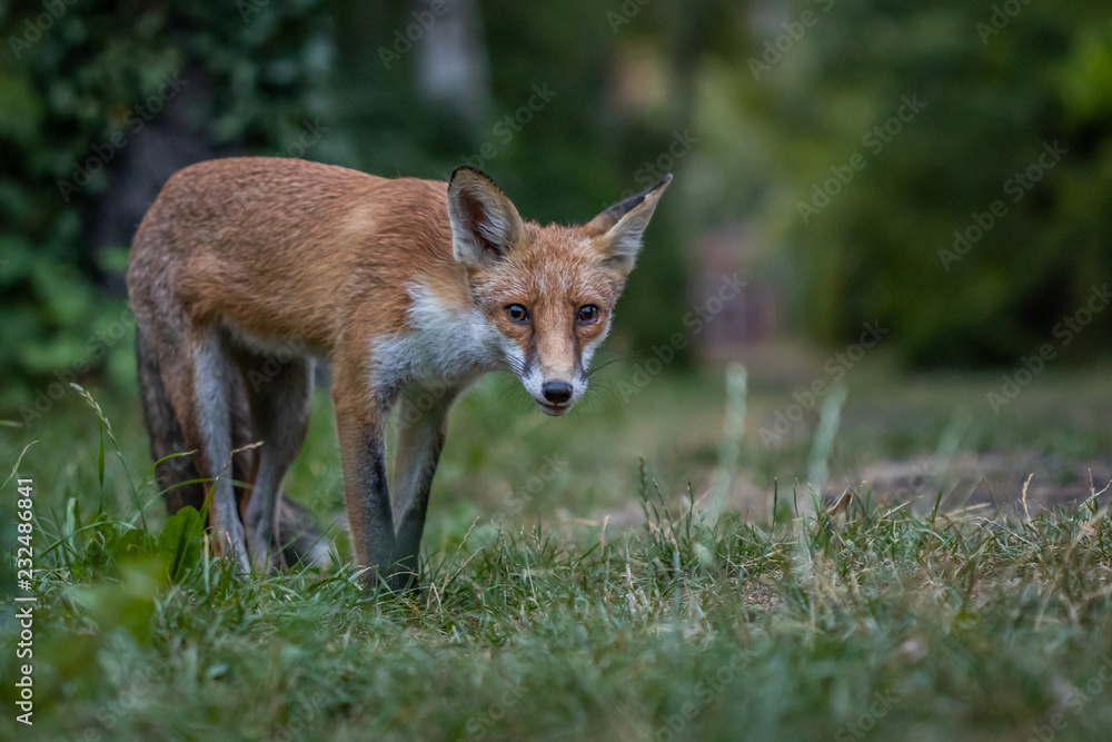 Red fox (Vulpes vulpes) Red fox (Vulpes vulpes)