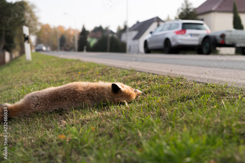 Toter Fuchs am Strassenrand photo