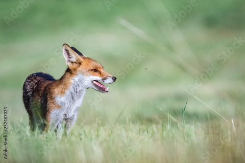 Red fox (Vulpes vulpes) © Marc Scharping