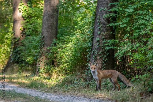Red fox (Vulpes vulpes) © Marc Scharping
