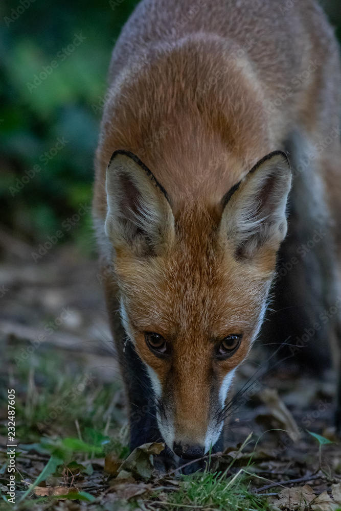 Fototapeta premium Red fox (Vulpes vulpes)