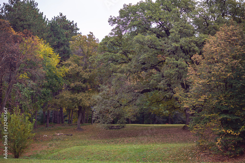 Beautiful autumn trees in park.