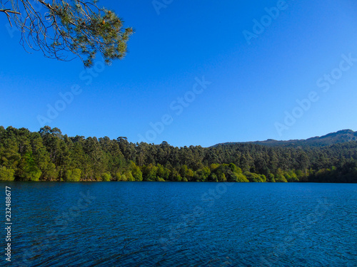 Lake surrounded by trees